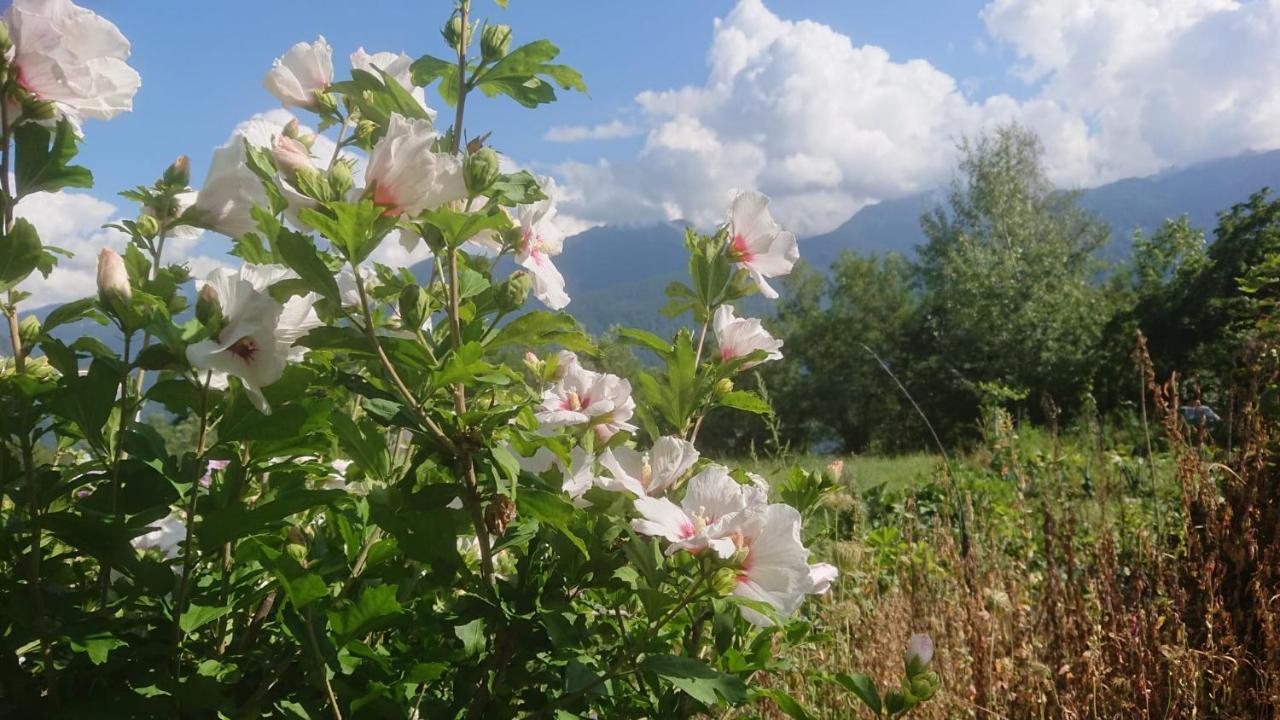 Villa Casa Delle Rose à Teglio Extérieur photo